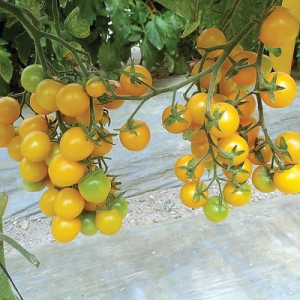 Esterina Cherry Heirloom Tomato