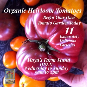 Organic Heirloom Tomatoes at Maya's Farm