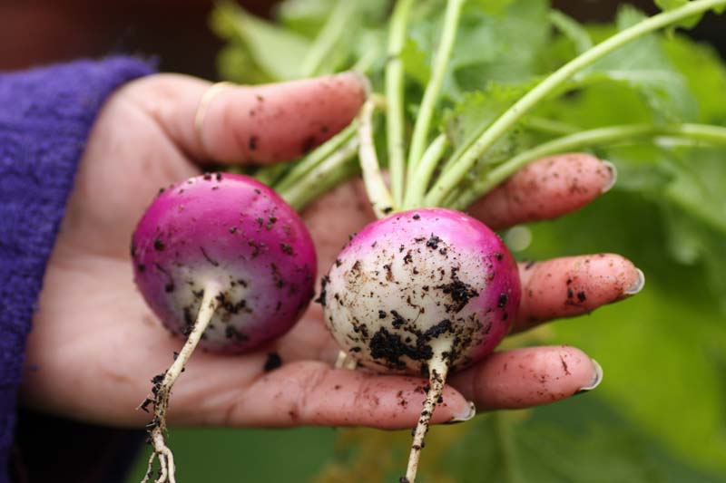 purple top turnips allotment2kitchen.blogspot.com