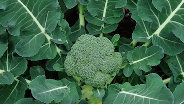 Head of broccoli in healthy green plant
